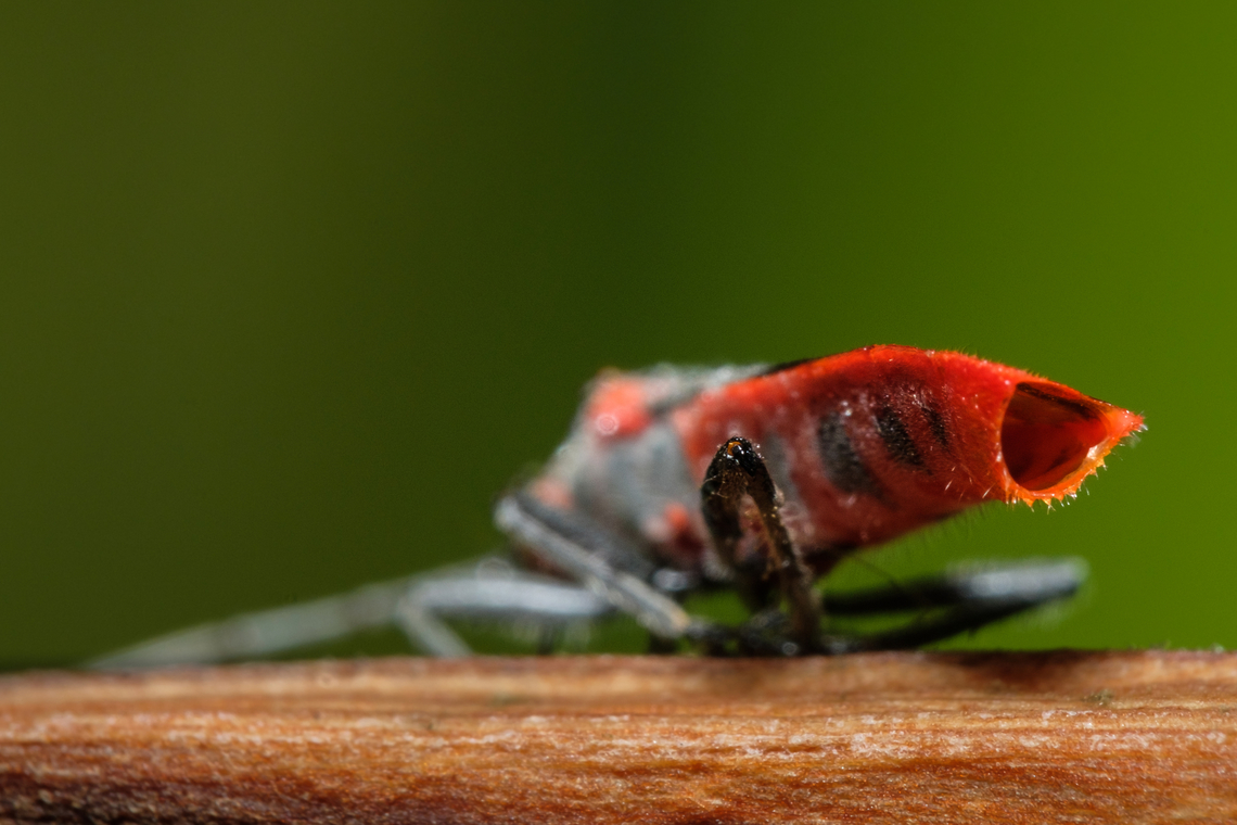 Oleander seedbug rear perspective  Caenocoris nerii,Geotagged,Oleander seedbug,Portugal,Winter,europe,insect,macro