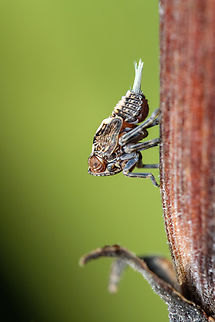 Tiny planthopper I love these little fellows, such peculiar phisionomy with such intricate details...  Geotagged,Issus coleoptratus,Macro,Portugal,Winter,europe,insect,planthopper