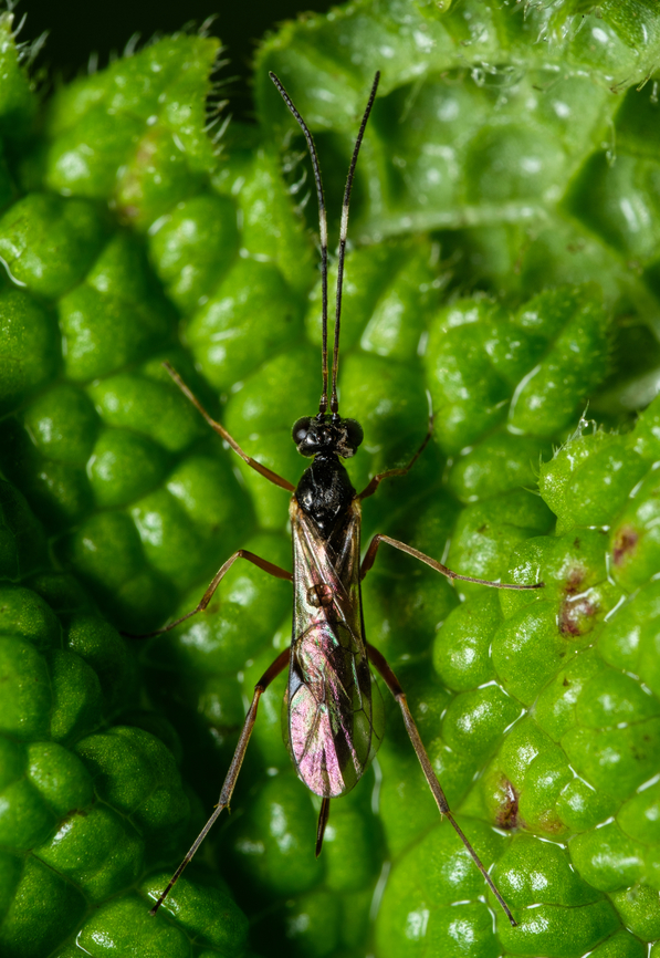 Common Hover Fly Parasitoid Wasp I find the iridescent effect on the wings very interesting.  Diplazon laetatorius,Geotagged,Hover Fly Parasite,Portugal,Winter,insect,macro