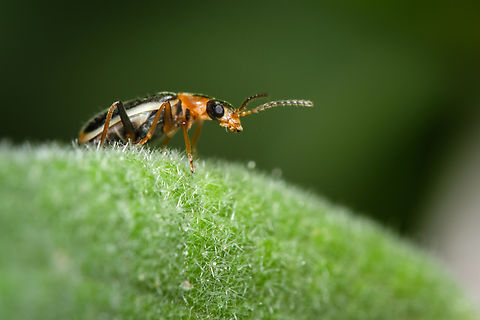 Attalus limbatus https://www.jungledragon.com/image/131465/attalus_limbatus_side_view.html Attalus limbatus,Geotagged,Macro,Portugal,Winter,beetle,europe,insect