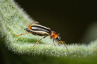 Attalus limbatus side view https://www.jungledragon.com/image/131463/attalus_limbatus.html Attalus limbatus,Europe,Geotagged,Macro,Portugal,Winter,beetle,insect