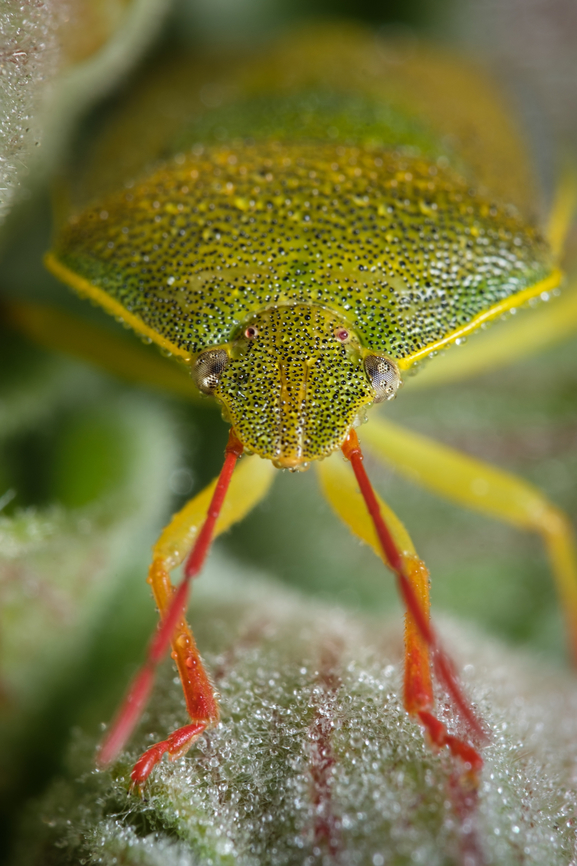 The gorse shield bug I was amazed by the bright colors of this shield bug, beautiful!  Europe,Geotagged,Gorse shield bug,Macro,Piezodorus lituratus,Portugal,Winter,insect