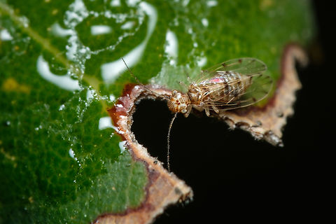 Ectopsocus briggsi  Ectopsocus briggsi,Europe,Geotagged,Macro,Portugal,Winter,insect