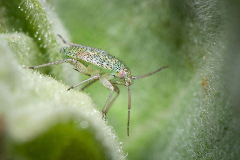 Potato capsid Might this be a juvenile Closterotomus norvegicus?  Closterotomus norvegicus,Geotagged,Macro,Portugal,Potato Mirid,Winter,insect