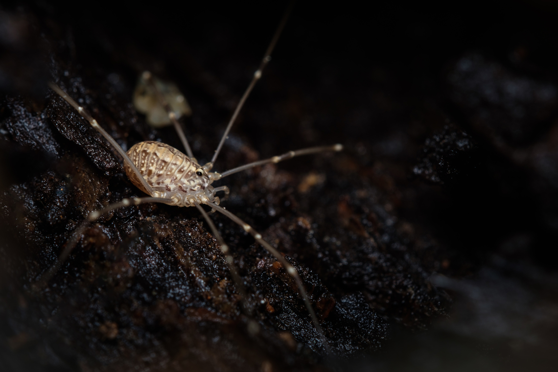 Cosmobunus granarius This peculiar fellow was hidden from the rain inside a dead wooden log...  Cosmobunus granarius,Europe,Geotagged,Macro,Portugal,Winter,insect