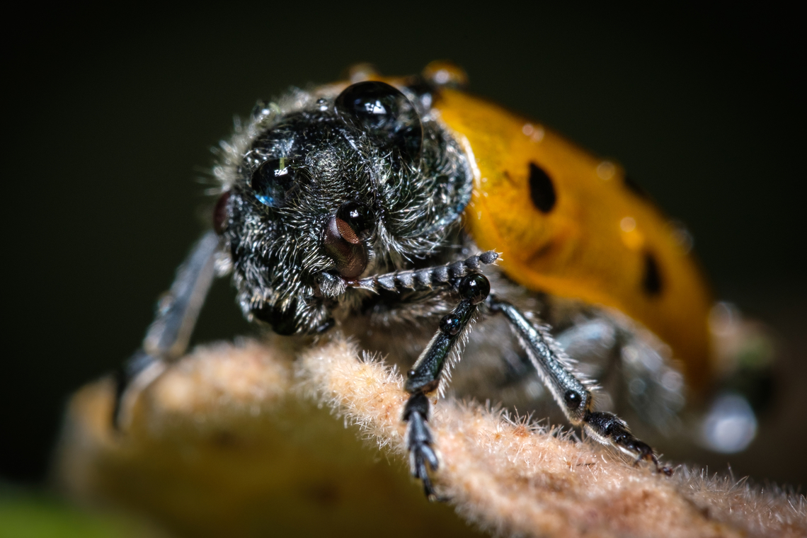 Short-horned leaf beetle (Chrysomelidae) Just chillin' in the rain...  Europe,Geotagged,Lachnaia italica,Macro,Portugal,Short-horned beetle,Winter,beetle,insect