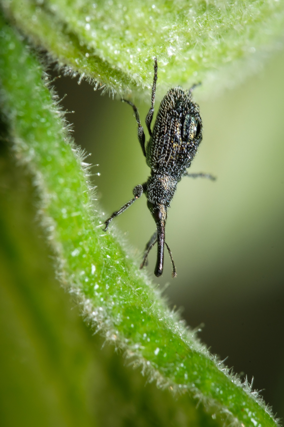 Tiny weevil It&#039;s an absolute joy whenever I find a weevil. This one is so small and energetic that it was really challenging to photograph, but it was worth the effort ^_^ Europe,Geotagged,Macro,Phrissotrichum tubiferum,Portugal,Weevil,Winter,insect