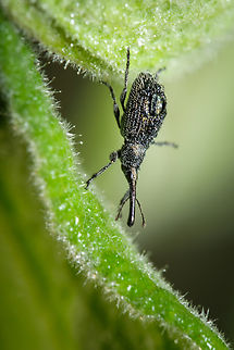 Tiny weevil It's an absolute joy whenever I find a weevil. This one is so small and energetic that it was really challenging to photograph, but it was worth the effort ^_^ Europe,Geotagged,Macro,Phrissotrichum tubiferum,Portugal,Weevil,Winter,insect