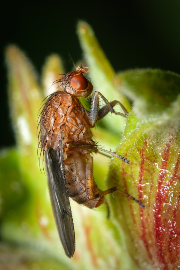 Suillia variegata  Europe,Geotagged,Macro,Portugal,Suillia variegata,Winter,fly,insect