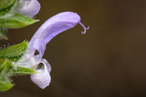 Salvia verbenaca flower detail https://www.jungledragon.com/image/132071/salvia_verbenaca_top_view.html
https://www.jungledragon.com/image/132070/salvia_verbenaca.html Europe,Geotagged,Macro,Portugal,Salvia verbenaca,Winter,flower,plant