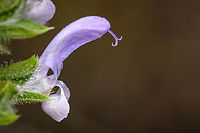 Salvia verbenaca flower detail https://www.jungledragon.com/image/132071/salvia_verbenaca_top_view.html<br />
https://www.jungledragon.com/image/132070/salvia_verbenaca.html Europe,Geotagged,Macro,Portugal,Salvia verbenaca,Winter,flower,plant