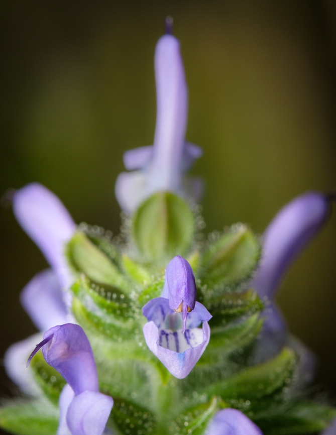 Salvia verbenaca <figure class="photo"><a href="https://www.jungledragon.com/image/132071/salvia_verbenaca_top_view.html" title="Salvia verbenaca top view"><img src="https://s3.amazonaws.com/media.jungledragon.com/images/5939/132071_thumb.jpg?AWSAccessKeyId=05GMT0V3GWVNE7GGM1R2&Expires=1763596810&Signature=nMim1Bv9yEiluxnyjk1upLm3Aeo%3D" width="200" height="144" alt="Salvia verbenaca top view https://www.jungledragon.com/image/132070/salvia_verbenaca.html<br />
https://www.jungledragon.com/image/132069/salvia_verbenaca_flower_detail.html Europe,Geotagged,Portugal,Salvia verbenaca,Winter,flower,plant" /></a></figure><br />
<figure class="photo"><a href="https://www.jungledragon.com/image/132069/salvia_verbenaca_flower_detail.html" title="Salvia verbenaca flower detail"><img src="https://s3.amazonaws.com/media.jungledragon.com/images/5939/132069_thumb.jpg?AWSAccessKeyId=05GMT0V3GWVNE7GGM1R2&Expires=1763596810&Signature=bVlmrgZoiSeCMvGaFsYZpjS7uxU%3D" width="200" height="134" alt="Salvia verbenaca flower detail https://www.jungledragon.com/image/132071/salvia_verbenaca_top_view.html<br />
https://www.jungledragon.com/image/132070/salvia_verbenaca.html Europe,Geotagged,Macro,Portugal,Salvia verbenaca,Winter,flower,plant" /></a></figure> Europe,Geotagged,Macro,Portugal,Salvia verbenaca,Winter,flower,plant