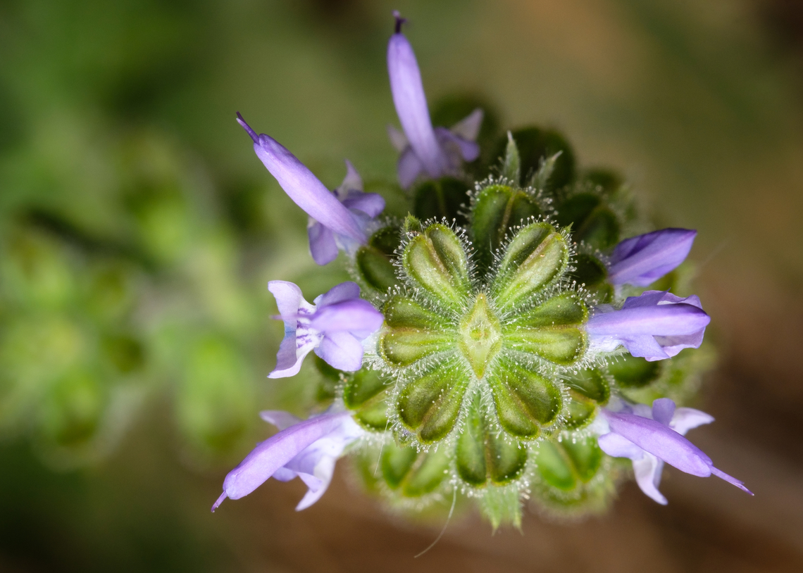Salvia verbenaca top view <figure class="photo"><a href="https://www.jungledragon.com/image/132070/salvia_verbenaca.html" title="Salvia verbenaca"><img src="https://s3.amazonaws.com/media.jungledragon.com/images/5939/132070_thumb.jpg?AWSAccessKeyId=05GMT0V3GWVNE7GGM1R2&Expires=1759968010&Signature=oQ3f8vDciJ9vHqq3Uq3y6pZNp%2Bc%3D" width="118" height="152" alt="Salvia verbenaca https://www.jungledragon.com/image/132071/salvia_verbenaca_top_view.html<br />
https://www.jungledragon.com/image/132069/salvia_verbenaca_flower_detail.html Europe,Geotagged,Macro,Portugal,Salvia verbenaca,Winter,flower,plant" /></a></figure><br />
<figure class="photo"><a href="https://www.jungledragon.com/image/132069/salvia_verbenaca_flower_detail.html" title="Salvia verbenaca flower detail"><img src="https://s3.amazonaws.com/media.jungledragon.com/images/5939/132069_thumb.jpg?AWSAccessKeyId=05GMT0V3GWVNE7GGM1R2&Expires=1759968010&Signature=p2coJNxqmQ17rXsGpDW4AWA%2F9ew%3D" width="200" height="134" alt="Salvia verbenaca flower detail https://www.jungledragon.com/image/132071/salvia_verbenaca_top_view.html<br />
https://www.jungledragon.com/image/132070/salvia_verbenaca.html Europe,Geotagged,Macro,Portugal,Salvia verbenaca,Winter,flower,plant" /></a></figure> Europe,Geotagged,Portugal,Salvia verbenaca,Winter,flower,plant