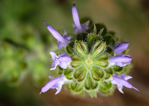 Salvia verbenaca top view https://www.jungledragon.com/image/132070/salvia_verbenaca.html
https://www.jungledragon.com/image/132069/salvia_verbenaca_flower_detail.html Europe,Geotagged,Portugal,Salvia verbenaca,Winter,flower,plant