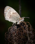 Small Heath https://www.jungledragon.com/image/132125/small_heaths_eye.html<br />
https://www.jungledragon.com/image/132126/2022031504-01.html Coenonympha pamphilus,Europe,Geotagged,Portugal,Small Heath,Winter,butterfly