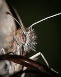 Small Heath's eye https://www.jungledragon.com/image/132124/small_heath.html<br />
https://www.jungledragon.com/image/132126/2022031504-01.html Coenonympha pamphilus,Europe,Geotagged,Macro,Portugal,Small Heath,Winter,butterfly,eye