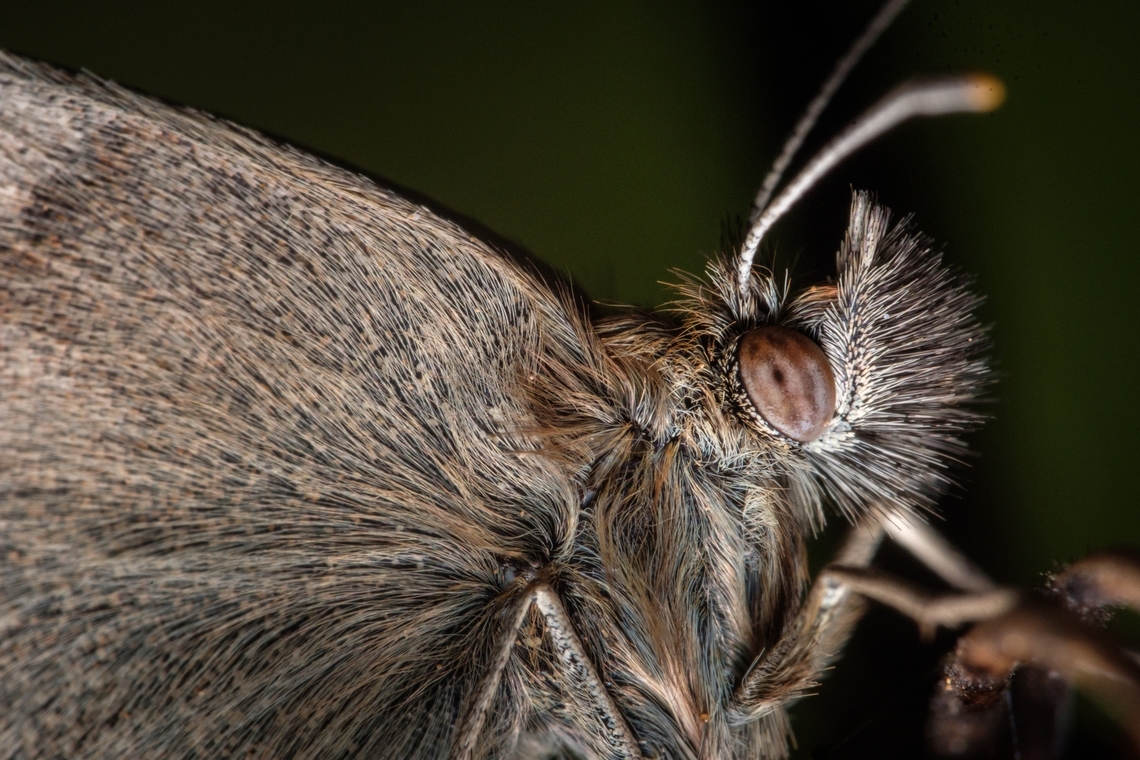 Small Heath's fur <figure class="photo"><a href="https://www.jungledragon.com/image/132124/small_heath.html" title="Small Heath"><img src="https://s3.amazonaws.com/media.jungledragon.com/images/5939/132124_thumb.jpg?AWSAccessKeyId=05GMT0V3GWVNE7GGM1R2&Expires=1759968010&Signature=oyqY6sMeGLiVea%2BPc7YQLRk3ucE%3D" width="122" height="152" alt="Small Heath https://www.jungledragon.com/image/132125/small_heaths_eye.html<br />
https://www.jungledragon.com/image/132126/2022031504-01.html Coenonympha pamphilus,Europe,Geotagged,Portugal,Small Heath,Winter,butterfly" /></a></figure><br />
<figure class="photo"><a href="https://www.jungledragon.com/image/132125/small_heaths_eye.html" title="Small Heath&#039;s eye"><img src="https://s3.amazonaws.com/media.jungledragon.com/images/5939/132125_thumb.jpg?AWSAccessKeyId=05GMT0V3GWVNE7GGM1R2&Expires=1759968010&Signature=uPBb6I50Ll7y2gHt9yptyixW%2Ba0%3D" width="122" height="152" alt="Small Heath&#039;s eye https://www.jungledragon.com/image/132124/small_heath.html<br />
https://www.jungledragon.com/image/132126/2022031504-01.html Coenonympha pamphilus,Europe,Geotagged,Macro,Portugal,Small Heath,Winter,butterfly,eye" /></a></figure> Coenonympha pamphilus,Europe,Geotagged,Macro,Portugal,Small Heath,Winter,butterfly,insect
