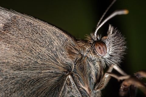 Small Heath's fur https://www.jungledragon.com/image/132124/small_heath.html
https://www.jungledragon.com/image/132125/small_heaths_eye.html Coenonympha pamphilus,Europe,Geotagged,Macro,Portugal,Small Heath,Winter,butterfly,insect