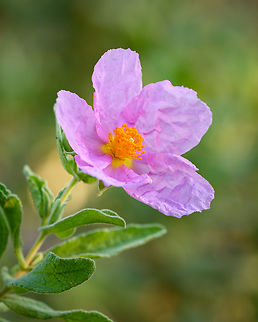 Cistus crispus - Roselha https://www.jungledragon.com/image/132279/roselha.html
https://www.jungledragon.com/image/132280/cistus_crispus_detail.html
https://www.jungledragon.com/image/132283/apis_mellifera_on_cistus_crispus.html Cistus crispus,Europe,Geotagged,Macro,Portugal,Winter,flower,plant