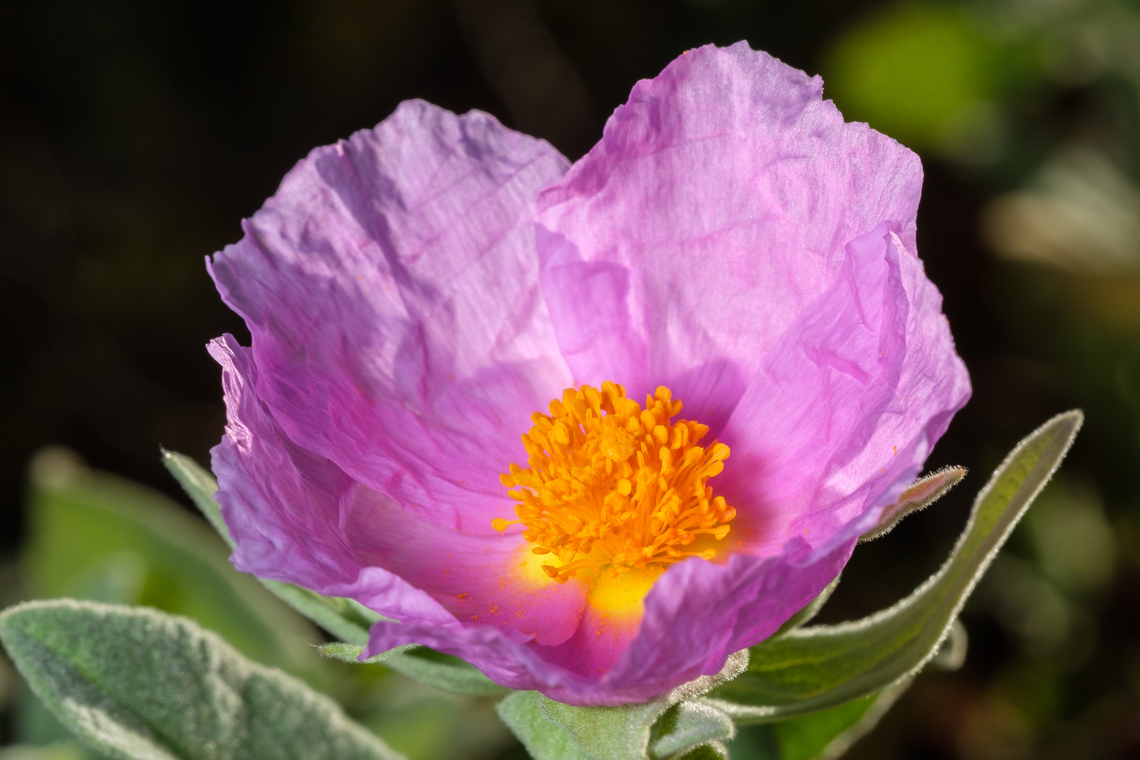 Roselha <figure class="photo"><a href="https://www.jungledragon.com/image/132278/cistus_crispus_-_roselha.html" title="Cistus crispus - Roselha"><img src="https://s3.amazonaws.com/media.jungledragon.com/images/5939/132278_thumb.jpg?AWSAccessKeyId=05GMT0V3GWVNE7GGM1R2&Expires=1770854410&Signature=jJT%2Bzz2yQjoYJXFmt4VZsS8SkcA%3D" width="122" height="152" alt="Cistus crispus - Roselha https://www.jungledragon.com/image/132279/roselha.html<br />
https://www.jungledragon.com/image/132280/cistus_crispus_detail.html<br />
https://www.jungledragon.com/image/132283/apis_mellifera_on_cistus_crispus.html Cistus crispus,Europe,Geotagged,Macro,Portugal,Winter,flower,plant" /></a></figure><br />
<figure class="photo"><a href="https://www.jungledragon.com/image/132280/cistus_crispus_detail.html" title="Cistus crispus detail"><img src="https://s3.amazonaws.com/media.jungledragon.com/images/5939/132280_thumb.jpg?AWSAccessKeyId=05GMT0V3GWVNE7GGM1R2&Expires=1770854410&Signature=8WCv1EmUvoxMOEWGDXAIxIk5LC4%3D" width="200" height="134" alt="Cistus crispus detail https://www.jungledragon.com/image/132278/2022030301.html<br />
https://www.jungledragon.com/image/132279/roselha.html<br />
https://www.jungledragon.com/image/132283/apis_mellifera_on_cistus_crispus.html Cistus crispus,Europe,Geotagged,Macro,Portugal,Winter,flower,plant" /></a></figure><br />
<figure class="photo"><a href="https://www.jungledragon.com/image/132283/apis_mellifera_on_cistus_crispus.html" title="Apis mellifera on Cistus Crispus"><img src="https://s3.amazonaws.com/media.jungledragon.com/images/5939/132283_thumb.jpg?AWSAccessKeyId=05GMT0V3GWVNE7GGM1R2&Expires=1770854410&Signature=DRHhHHXvGlVkdLIa7%2BLHxxqoBLE%3D" width="122" height="152" alt="Apis mellifera on Cistus Crispus https://www.jungledragon.com/image/132280/cistus_crispus_detail.html<br />
https://www.jungledragon.com/image/132278/cistus_crispus_-_roselha.html<br />
https://www.jungledragon.com/image/132279/roselha.html Apis mellifera,Cistus crispus,Geotagged,Macro,Portugal,Western honey bee,Winter,flower,insect" /></a></figure> Cistus crispus,Europe,Geotagged,Macro,Portugal,Winter,flower,plant