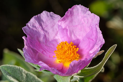 Roselha https://www.jungledragon.com/image/132278/2022030301.html
https://www.jungledragon.com/image/132280/cistus_crispus_detail.html
https://www.jungledragon.com/image/132283/apis_mellifera_on_cistus_crispus.html Cistus crispus,Europe,Geotagged,Macro,Portugal,Winter,flower,plant