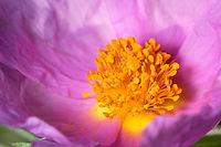 Cistus crispus detail https://www.jungledragon.com/image/132278/2022030301.html<br />
https://www.jungledragon.com/image/132279/roselha.html<br />
https://www.jungledragon.com/image/132283/apis_mellifera_on_cistus_crispus.html Cistus crispus,Europe,Geotagged,Macro,Portugal,Winter,flower,plant