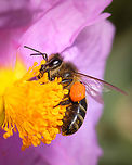 Apis mellifera on Cistus Crispus https://www.jungledragon.com/image/132280/cistus_crispus_detail.html<br />
https://www.jungledragon.com/image/132278/cistus_crispus_-_roselha.html<br />
https://www.jungledragon.com/image/132279/roselha.html Apis mellifera,Cistus crispus,Geotagged,Macro,Portugal,Western honey bee,Winter,flower,insect
