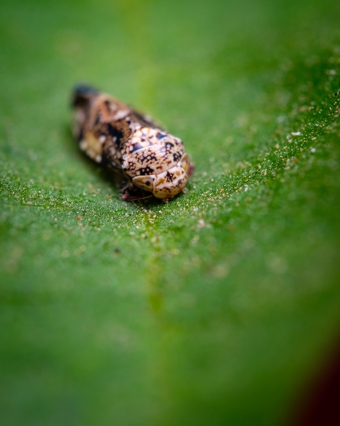 Penthimiola bella, Portugal <figure class="photo"><a href="https://www.jungledragon.com/image/132310/cicada_on_leaf.html" title="Cicada on leaf"><img src="https://s3.amazonaws.com/media.jungledragon.com/images/5939/132310_thumb.jpg?AWSAccessKeyId=05GMT0V3GWVNE7GGM1R2&Expires=1770854410&Signature=CKmX0ZUf5yxTBLNh2Bh3MjRUmas%3D" width="122" height="152" alt="Cicada on leaf https://www.jungledragon.com/image/132311/cicada.html Europe,Geotagged,Macro,Penthimiola bella,Portugal,Summer,cicada,insect" /></a></figure> Europe,Geotagged,Macro,Penthimiola bella,Portugal,Summer,cicada,insect