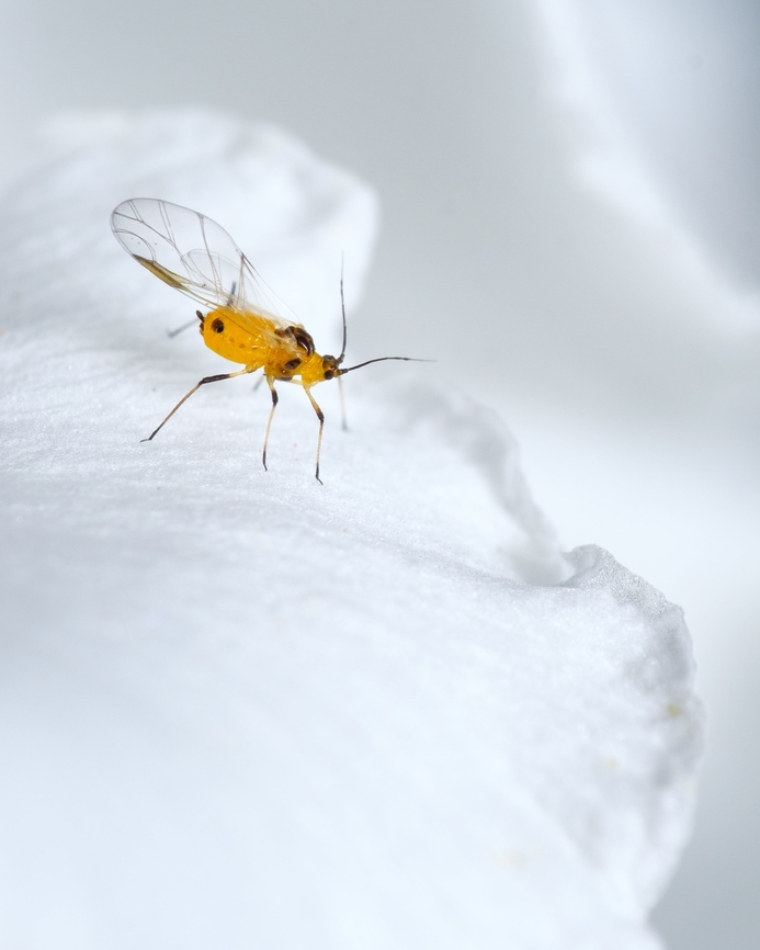 Milkweed aphid  Aphis nerii,Europe,Geotagged,Macro,Oleander Aphid,Portugal,Summer
