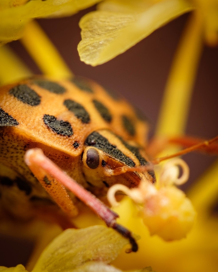 Semipunctated Shield Bug  Europe,Geotagged,Graphosoma semipunctatum,Macro,Portugal,Summer,insect
