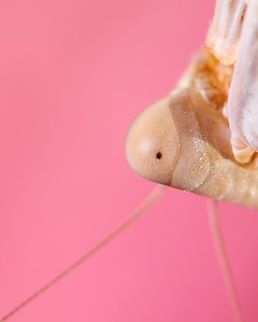 Eye detail of a Praying mantis Portraits of this Mantis:
https://www.jungledragon.com/image/129522/portrait_of_a_praying_mantis.html
https://www.jungledragon.com/image/122715/mediterranean_mantis.html Europe,Geotagged,Iris oratoria,Macro,Mediterranean mantis,Portugal,Summer,detail,eye,insect