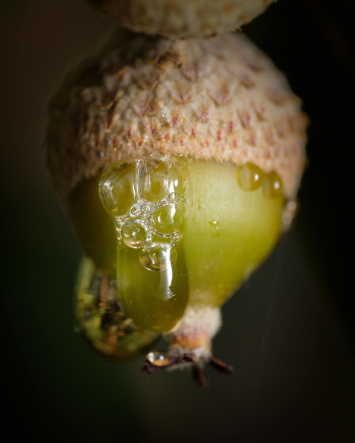 Acorn Is this acorn releasing some kind of resin?  Europe,Geotagged,Lonsdalea quercina,Macro,Portugal,Shoot Blight of Oak,Summer,acorn,fruit