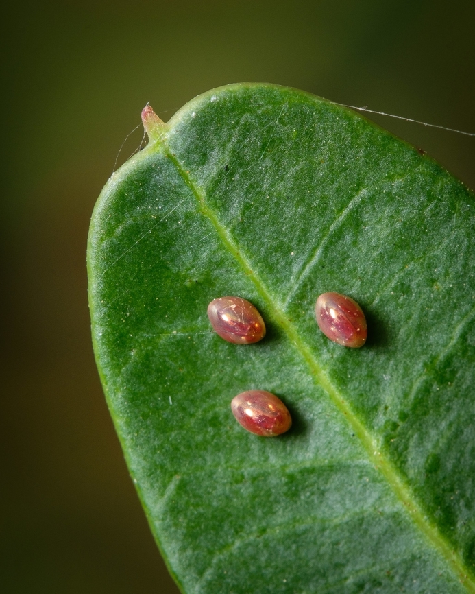 The three little eggs Any ideia which species these little eggs belong to?  Europe,Geotagged,Macro,Portugal,Summer,eggs,insect