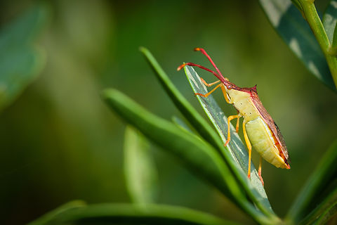 Plinachtus imitator III https://www.jungledragon.com/image/132711/2021080206.html
https://www.jungledragon.com/image/132712/plinachtus_imitator_i.html Geotagged,Plinachtus imitator,Portugal,Summer,macro