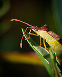 Plinachtus imitator II https://www.jungledragon.com/image/132710/2021080204.html<br />
https://www.jungledragon.com/image/132712/plinachtus_imitator_i.html Geotagged,Plinachtus imitator,Portugal,Summer,macro