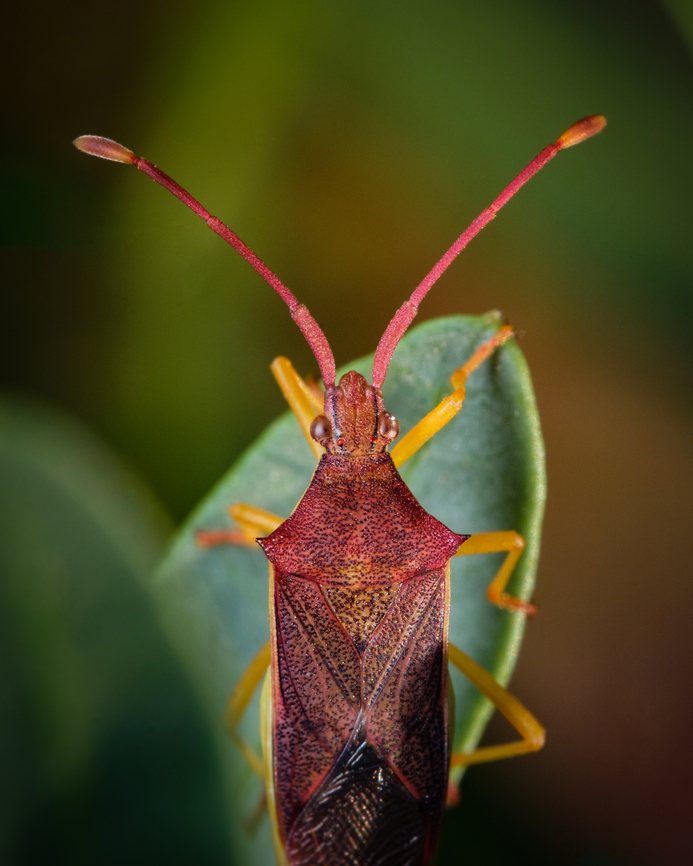 Plinachtus imitator I <figure class="photo"><a href="https://www.jungledragon.com/image/132711/plinachtus_imitator_ii.html" title="Plinachtus imitator II"><img src="https://s3.amazonaws.com/media.jungledragon.com/images/5939/132711_thumb.jpg?AWSAccessKeyId=05GMT0V3GWVNE7GGM1R2&Expires=1767225610&Signature=GuzerlDnTtdi6TOrycl2tUby08U%3D" width="122" height="152" alt="Plinachtus imitator II https://www.jungledragon.com/image/132710/2021080204.html<br />
https://www.jungledragon.com/image/132712/plinachtus_imitator_i.html Geotagged,Plinachtus imitator,Portugal,Summer,macro" /></a></figure><br />
<figure class="photo"><a href="https://www.jungledragon.com/image/132710/plinachtus_imitator_iii.html" title="Plinachtus imitator III"><img src="https://s3.amazonaws.com/media.jungledragon.com/images/5939/132710_thumb.jpg?AWSAccessKeyId=05GMT0V3GWVNE7GGM1R2&Expires=1767225610&Signature=oN4PprHZCAIdHL5BdHAnjyaNb30%3D" width="200" height="134" alt="Plinachtus imitator III https://www.jungledragon.com/image/132711/2021080206.html<br />
https://www.jungledragon.com/image/132712/plinachtus_imitator_i.html Geotagged,Plinachtus imitator,Portugal,Summer,macro" /></a></figure> Geotagged,Plinachtus imitator,Portugal,Summer,macro