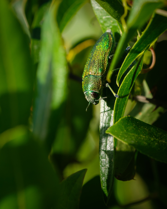 Green jewel beetle  Europe,Geotagged,Green jewel beetle,Macro,Perotis unicolor,Portugal,Spring,insect