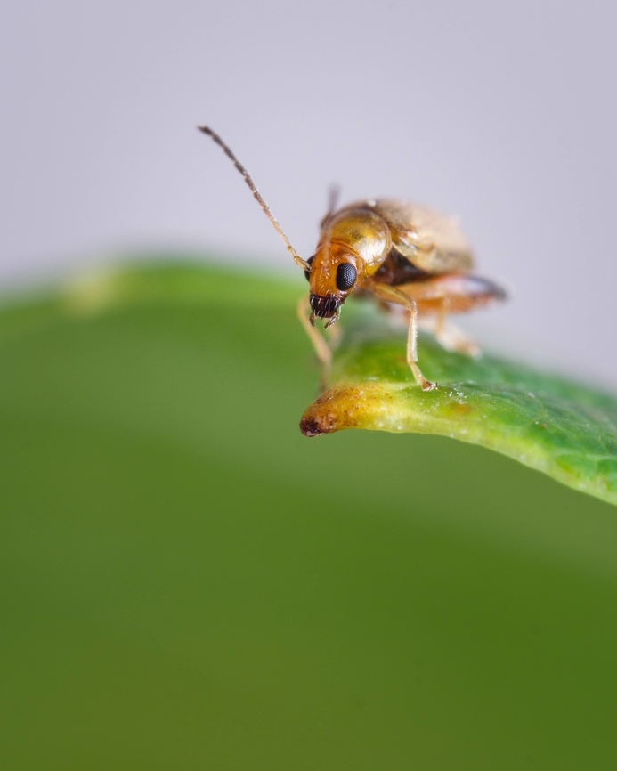 Golden Neocrepidodera transversa  Europe,Geotagged,Macro,Neocrepidodera transversa,Portugal,Summer,insect