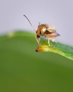 Golden Neocrepidodera transversa  Europe,Geotagged,Macro,Neocrepidodera transversa,Portugal,Summer,insect