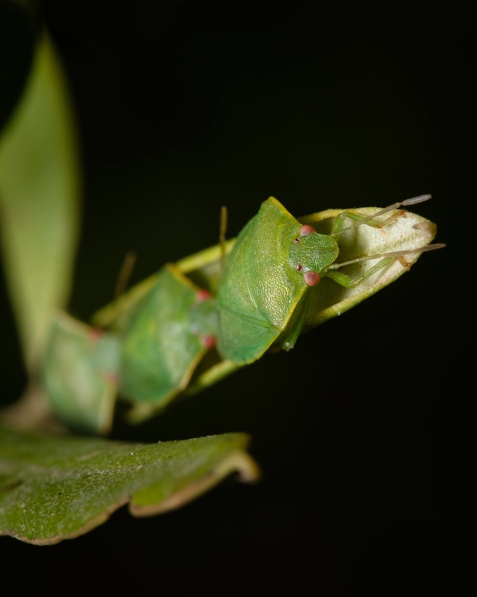 Get in line! I never had such organized models :-D Acrosternum heegeri,Europe,Geotagged,Macro,Portugal,Summer,insect