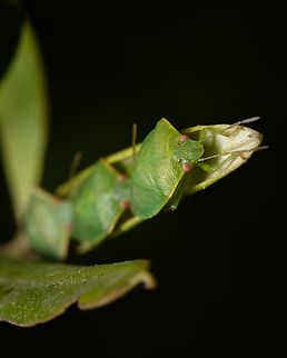 Get in line! I never had such organized models :-D Acrosternum heegeri,Europe,Geotagged,Macro,Portugal,Summer,insect