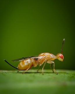 The Pistachio seed chalcid side view 02 https://www.jungledragon.com/image/132856/2021091304.html
https://www.jungledragon.com/image/123901/megastigmus_pistaciae.html
https://www.jungledragon.com/image/123910/another_perspective_on_specimen_below.html Geotagged,Megastigmus pistaciae,Pistachio seed chalcid,Portugal,Summer
