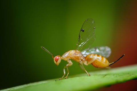 The Pistachio seed chalcid side view 03 https://www.jungledragon.com/image/132855/the_pistachio_seed_chalcid_side_view_02.html
https://www.jungledragon.com/image/123910/another_perspective_on_specimen_below.html
https://www.jungledragon.com/image/123901/megastigmus_pistaciae.html Geotagged,Megastigmus pistaciae,Pistachio seed chalcid,Portugal,Summer