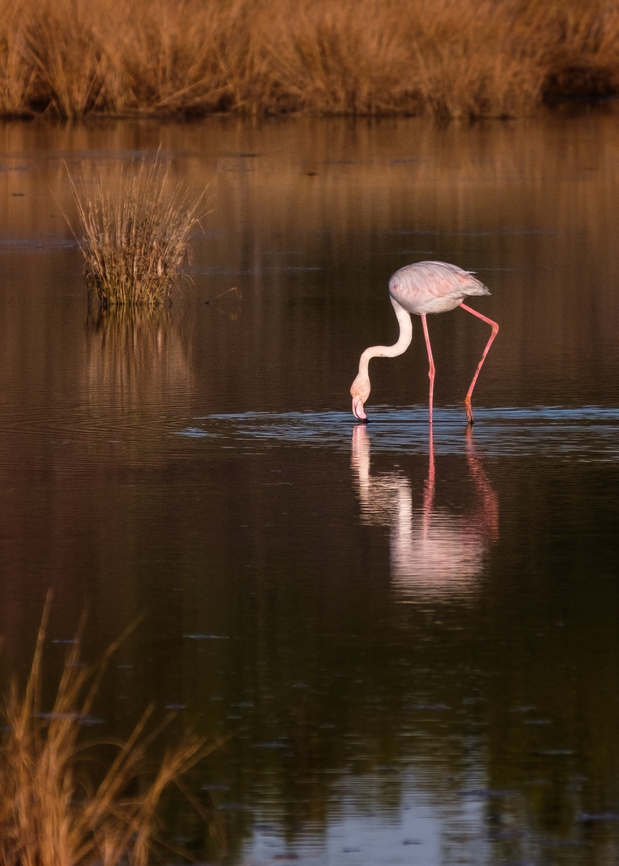 Searching for breakfast  Europe,Fall,Geotagged,Greater flamingo,Phoenicopterus roseus,Portugal,bird