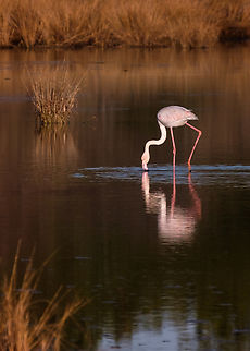 Searching for breakfast  Europe,Fall,Geotagged,Greater flamingo,Phoenicopterus roseus,Portugal,bird