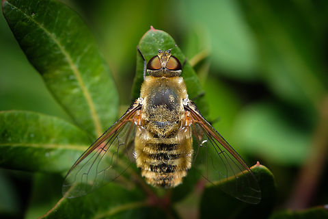 Golden Bee-fly 02 https://www.jungledragon.com/image/132891/Golden-bee-fly-01.html
https://www.jungledragon.com/image/132955/Golden-bee-fly-03.html Europe,Macro,Portugal,Villa hottentotta,bee-fly,insect,villa