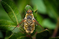 Golden Bee-fly 02 https://www.jungledragon.com/image/132891/Golden-bee-fly-01.html<br />
https://www.jungledragon.com/image/132955/Golden-bee-fly-03.html Europe,Macro,Portugal,Villa hottentotta,bee-fly,insect,villa