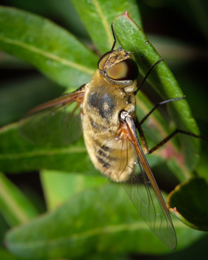 Golden bee-fly 01 <figure class="photo"><a href="https://www.jungledragon.com/image/132890/golden_bee-fly_02.html" title="Golden Bee-fly 02"><img src="https://s3.amazonaws.com/media.jungledragon.com/images/5939/132890_thumb.jpg?AWSAccessKeyId=05GMT0V3GWVNE7GGM1R2&Expires=1770854410&Signature=KmLItFXb8PhX00MZ0TC7U75jejU%3D" width="200" height="134" alt="Golden Bee-fly 02 https://www.jungledragon.com/image/132891/Golden-bee-fly-01.html<br />
https://www.jungledragon.com/image/132955/Golden-bee-fly-03.html Europe,Macro,Portugal,Villa hottentotta,bee-fly,insect,villa" /></a></figure><br />
<figure class="photo"><a href="https://www.jungledragon.com/image/132955/golden_bee-fly_03.html" title="Golden bee-fly 03"><img src="https://s3.amazonaws.com/media.jungledragon.com/images/5939/132955_thumb.jpg?AWSAccessKeyId=05GMT0V3GWVNE7GGM1R2&Expires=1770854410&Signature=9OBhsCaZozyg72rFRS0IzeQaVfo%3D" width="122" height="152" alt="Golden bee-fly 03 https://www.jungledragon.com/image/132890/Golden-Bee-fly-02.html<br />
https://www.jungledragon.com/image/132891/Golden-bee-fly-01.html Europe,Fall,Geotagged,Macro,Portugal,Villa hottentotta,bee-fly,insect,villa" /></a></figure> Europe,Fall,Geotagged,Macro,Portugal,Villa hottentotta,bee-fly,insect,villa