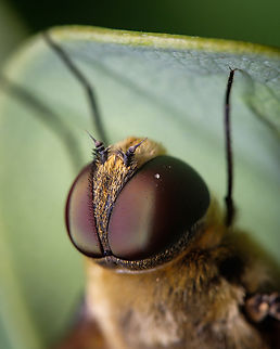 Golden bee-fly 03 https://www.jungledragon.com/image/132890/Golden-Bee-fly-02.html
https://www.jungledragon.com/image/132891/Golden-bee-fly-01.html Europe,Fall,Geotagged,Macro,Portugal,Villa hottentotta,bee-fly,insect,villa