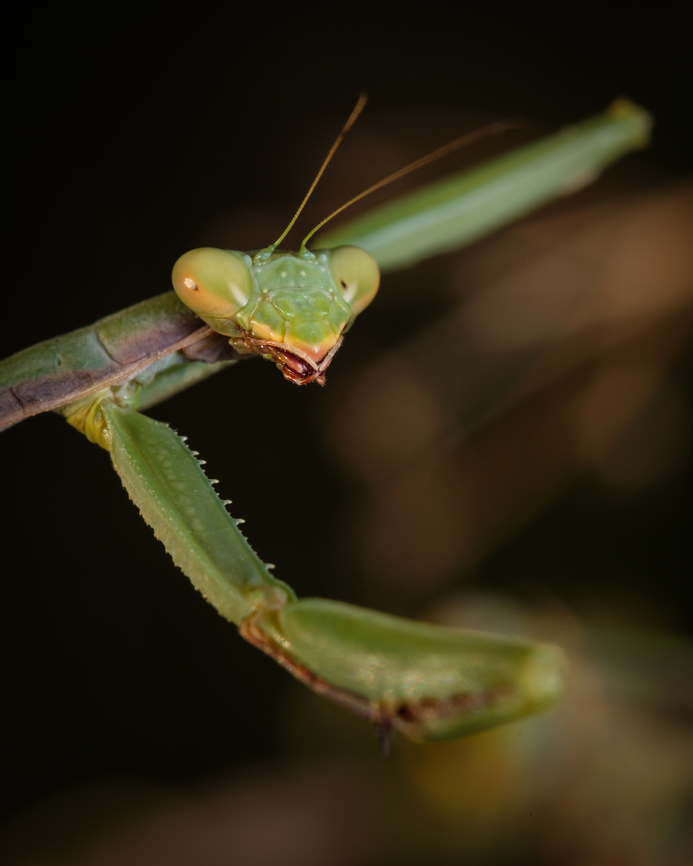Mediterranean Praying Mantis  Europe,Fall,Geotagged,Iris oratoria,Macro,Mediterranean mantis,Portugal,insect
